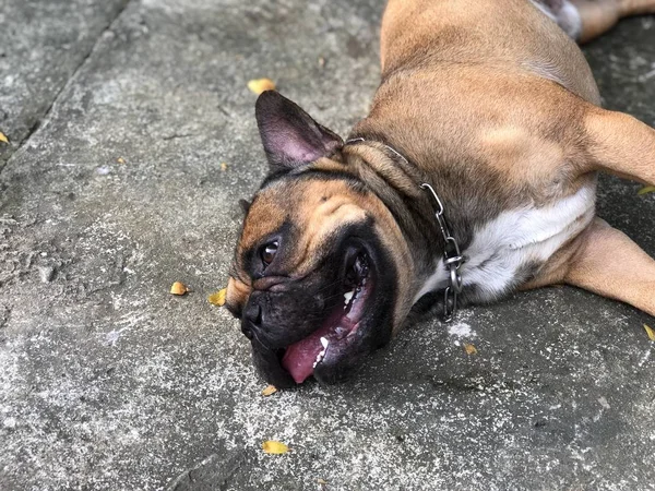 Fechar Filhote Cachorro Bulldog Francês Chão Cimento Cão Bonito — Fotografia de Stock