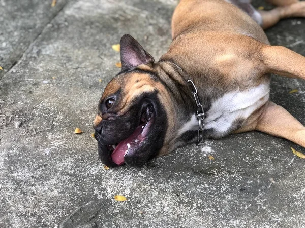 Primer Plano Bulldog Francés Cachorro Piso Cemento Lindo Perro —  Fotos de Stock