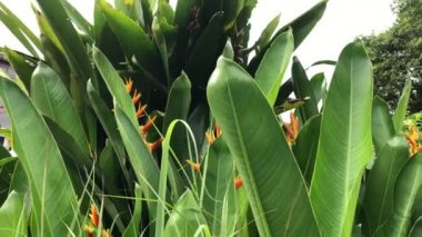 Güzel Heliconia psittacorum bitkileri doğanın bahçesinde büyür, loş ışık. Seçici odaklanma. Bahar geldi. Doğal arka plan. Tropik botanik ağacı