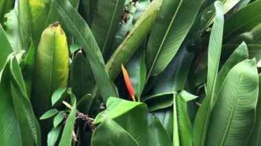 Güzel Heliconia psittacorum bitkileri doğanın bahçesinde büyür, loş ışık. Seçici odaklanma. Bahar geldi. Doğal arka plan. Tropik botanik ağacı