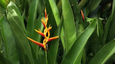 Güzel Heliconia psittacorum bitkileri doğanın bahçesinde büyür, loş ışık. Seçici odaklanma. Bahar geldi. Doğal arka plan. Tropik botanik ağacı