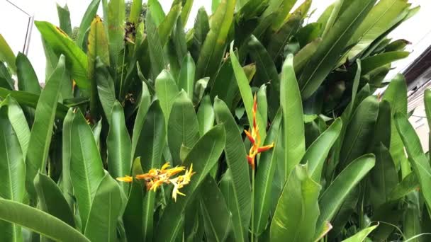 Hermosa Heliconia Psittacorum Plantas Crecimiento Jardín Natural Tenue Luz Enfoque — Vídeos de Stock