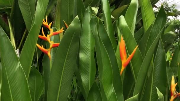 Lindas Plantas Heliconia Psittacorum Crescimento Jardim Natureza Luz Fraca Foco — Vídeo de Stock