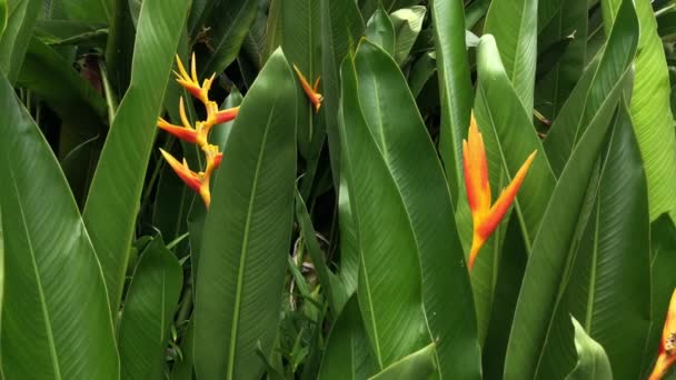 Vackra Heliconia Psittacorum Växter Tillväxt Naturen Trädgård Svagt Ljus Selektivt — Stockvideo
