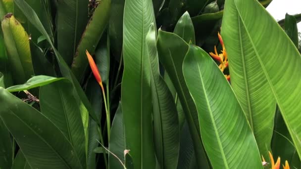 Schöne Heliconia Psittacorum Pflanzen Wachstum Der Natur Garten Schwach Licht — Stockvideo