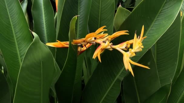 美しいHeliconia Psittacorum植物は自然庭園で成長します 選択的フォーカス 春の時間だ自然な背景 熱帯植物 — ストック動画