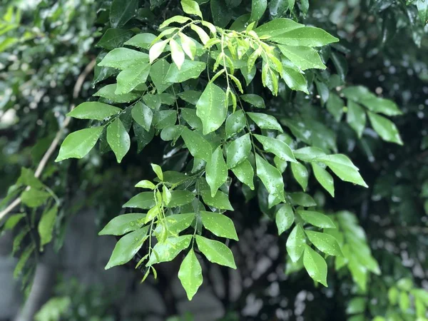 Close Plantas Com Folhas Verdes Crescendo Livre — Fotografia de Stock