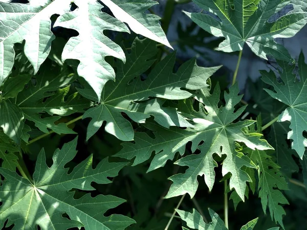 Açık havada yetişen yeşil yapraklı bitkileri kapatın.