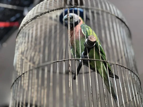 Nahaufnahme Eines Vogels Der Hause Käfig Sitzt — Stockfoto