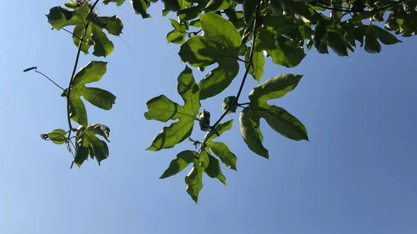Nahaufnahme Von Pflanzen Mit Grünen Blättern Auf Blauem Himmel Hintergrund — Stockfoto