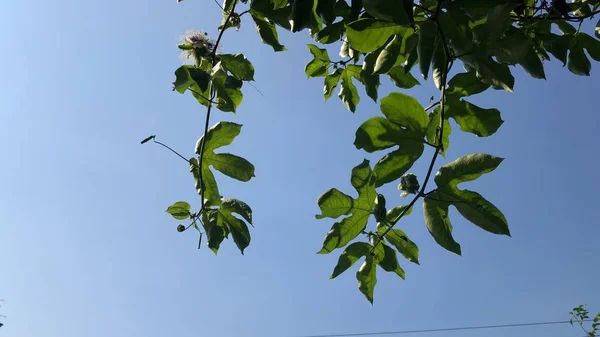 Nahaufnahme Von Pflanzen Mit Grünen Blättern Auf Blauem Himmel Hintergrund — Stockfoto