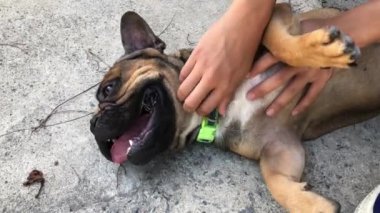 Kapalı kapılar ardında sevimli köpekleri pençeleyen bir adam.