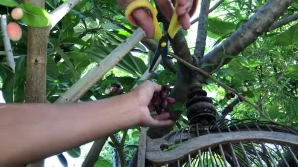 Primer Plano Del Hombre Cosechando Frutas Exóticas — Vídeos de Stock