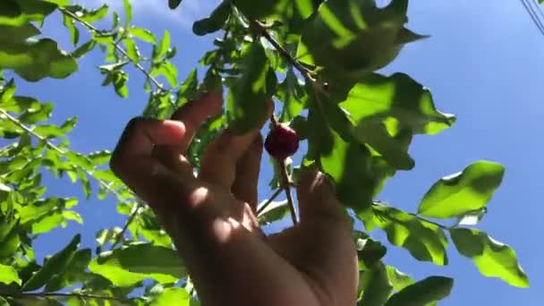 エキゾチックな果物を収穫する男の終わり — ストック動画