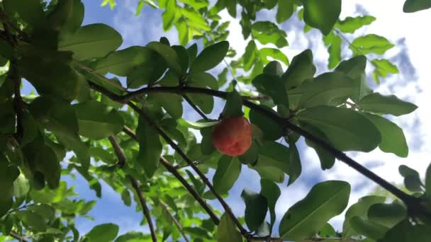 木の枝にぶら下がっているエキゾチックな果物の終わり — ストック動画
