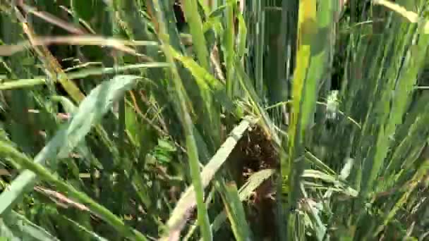 Närbild Gröna Blad Som Bakgrund — Stockvideo