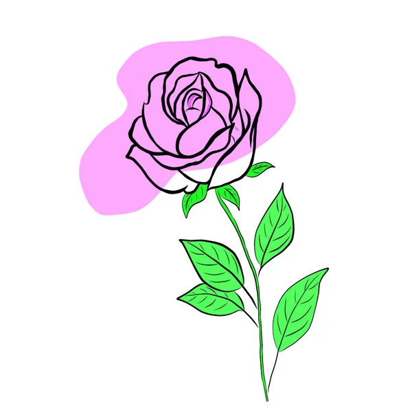 Όμορφο Τριαντάφυλλο Μπουκέτο Λουλούδια Και Πράσινα Φύλλα Ανάπτυξη Λευκό Φόντο — Φωτογραφία Αρχείου