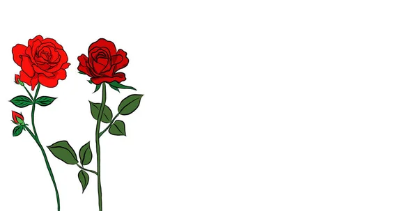 Красиві Квіти Троянд Зелене Листя Ростуть Білому Тлі Намальовані Вручну — стокове фото