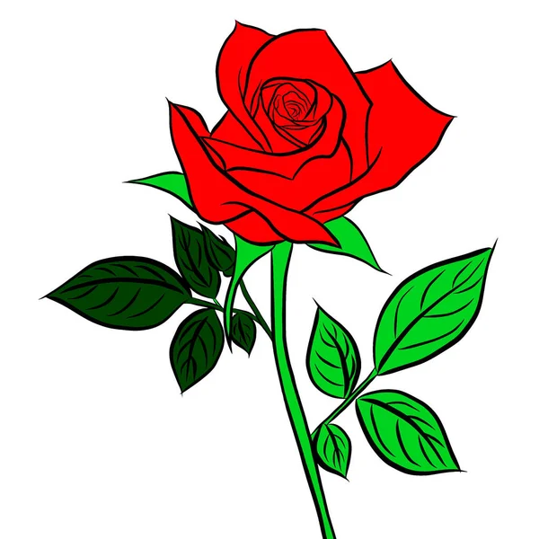 Piękne Kwiaty Bukiet Róż Zielone Liście Wzrost Białym Tle Ręcznie — Zdjęcie stockowe