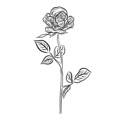 Çizgi çizilmiş, beyaz arka planda güzel gül buketi çiçekleri, düz dizaynlı resimlerle birlikte yaratıcı. Çiçek desenli, duvar kağıtları için dekoratif seriler. Sevgililer Günü konsepti.