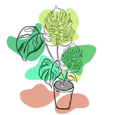 Caladium Bicolor bitkileri beyaz arka planda küçük saksılarda büyür. Modern doğal altyapı. Minimalist çizim, düz tasarım resimleriyle yaratıcı..