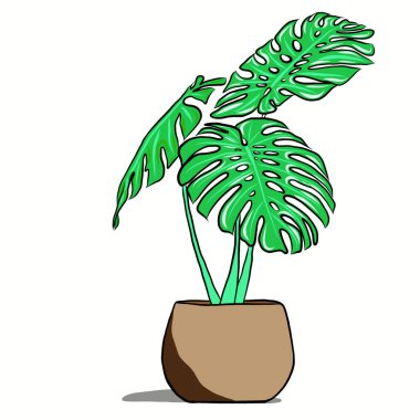 Caladium Bicolor bitkileri beyaz arka planda küçük saksılarda büyür. Modern doğal altyapı. Minimalist çizim, düz tasarım resimleriyle yaratıcı..