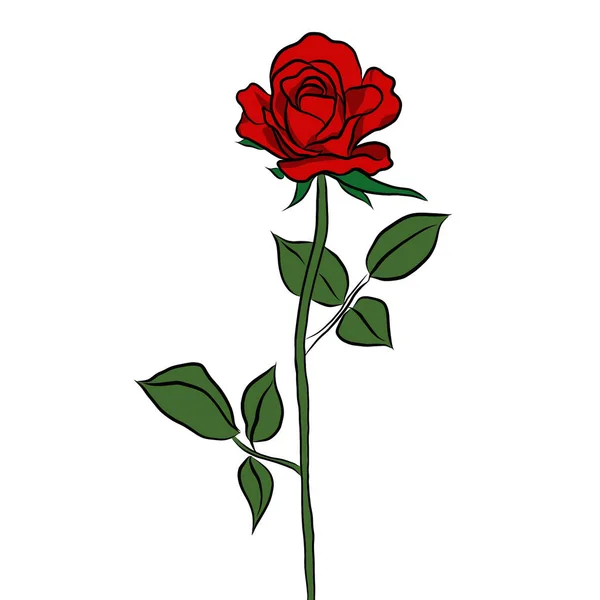 Vonalrajzolás Gyönyörű Rózsa Csokor Virágok Fehér Háttér Kreatív Illusztráció Lapos — Stock Fotó