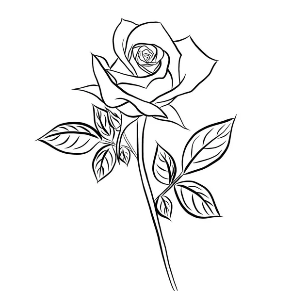 Line Drawn Beautiful Rose Bouquet Flowers White Background Creative Illustration — Stock Photo, Image