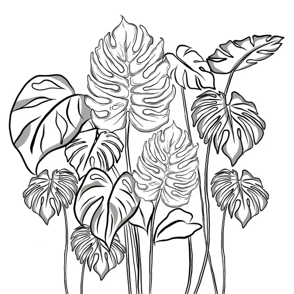 Dibujo Línea Hermosas Hojas Monstera Sobre Fondo Blanco Fondo Natural — Foto de Stock