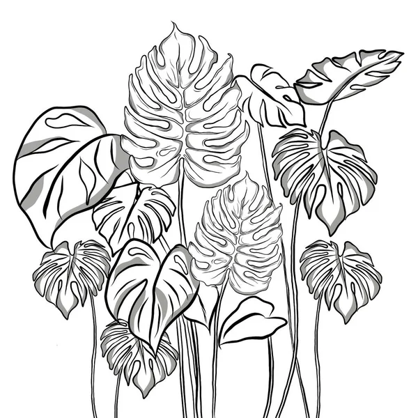 Line drawing,beautiful Monstera leaves on white background.Modern natural background.Minimalist drawing print,creative with illustration in flat design.