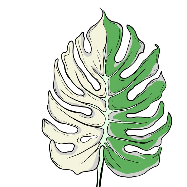 Dibujo Línea Hermosas Hojas Monstera Sobre Fondo Blanco Fondo Natural —  Fotos de Stock