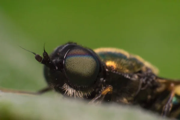 Oči Pohledu Létat Makro — Stock fotografie