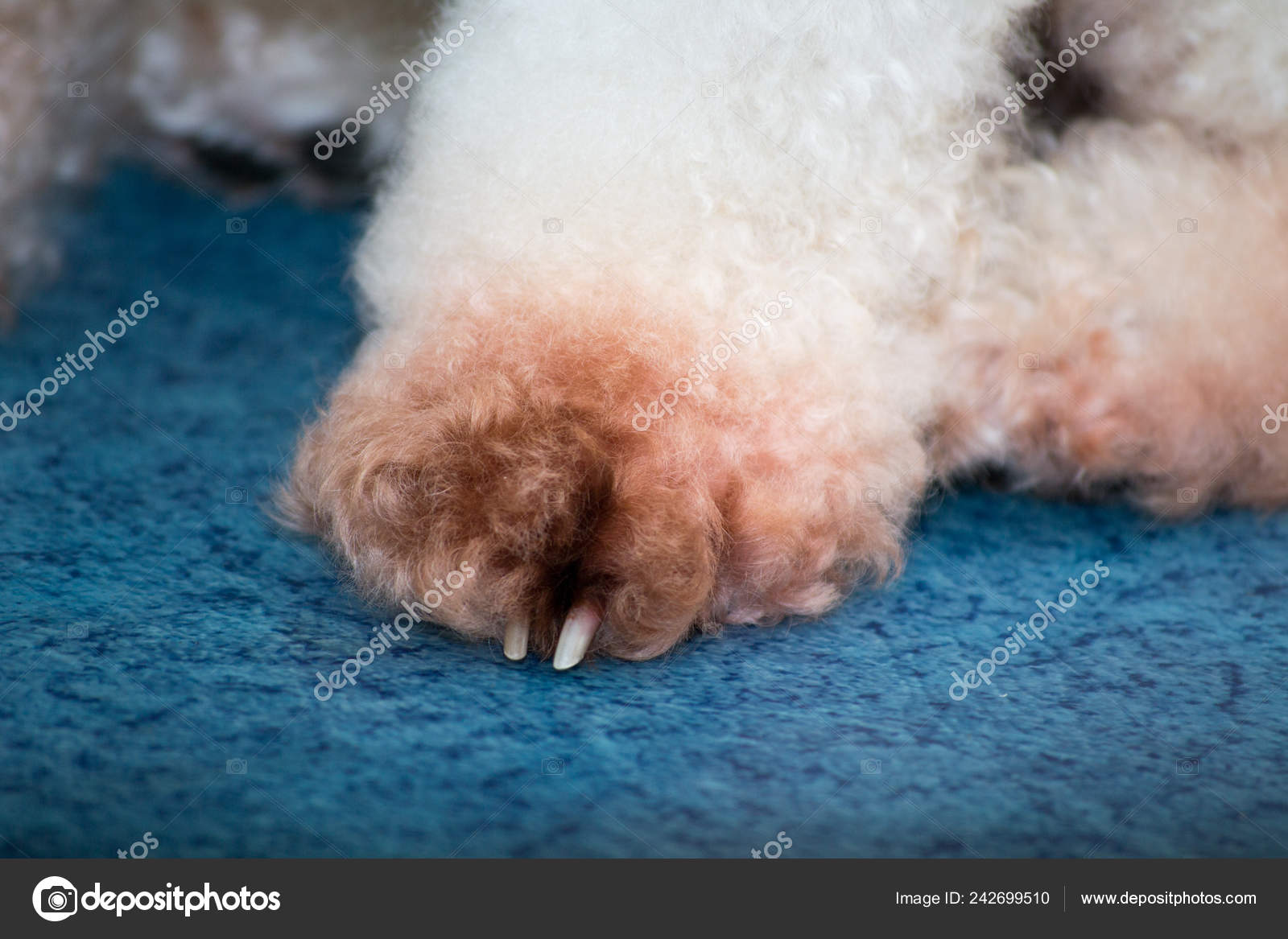 Malassezien Hund