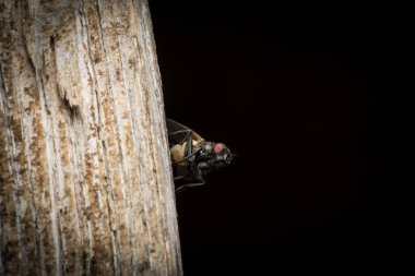 ahşap ve siyah arka plan üzerinde uçmak