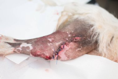 tümör kaldırma ameliyatı veteriner kliniğinde geriatrik bir köpekte sonra dikiş 