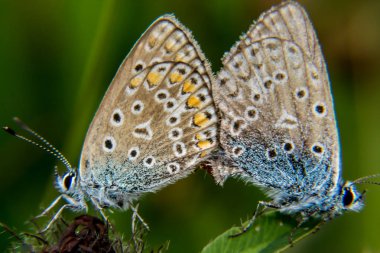 Kelebekler çiftleşme, yaz bahçede