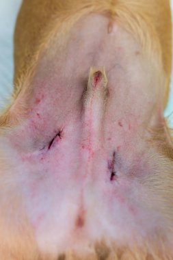 Bakım cryptorchidism ameliyat sonrası yara. Köpek yavrusu