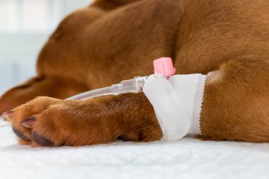 İntravenöz tedavi gören köpek yavrusu