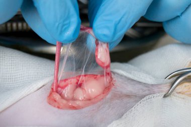 Kedi ovariohysterectomy cerrahi yakın çekim