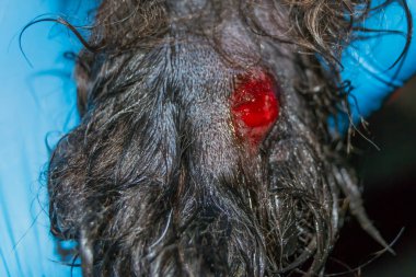 Çim tohumu apse köpek