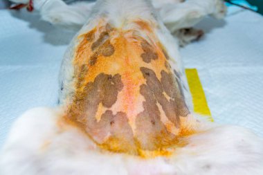 Karın betadin kullanarak ameliyat için hazırlanan bir köpek.