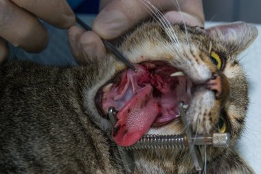 Eozinofilik granülom, oral cerrahi ile kedi