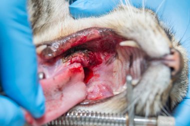 Kedi kedi Immunodeficiency virüs enfeksiyonu pozitif sözlü tümörü,