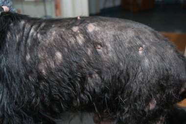Dermatit ile eski köpek