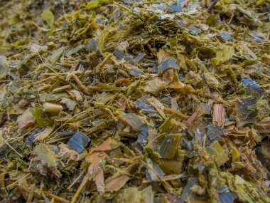 Silaj sığır soğuk sezonu için