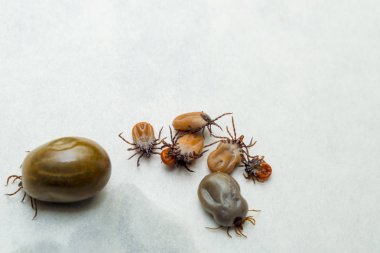 Farklı boyutlarda birden fazla kene