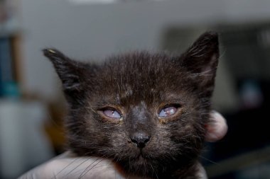 Kornea ülseri, herpes virüsü ile enfeksiyon ile yavru kedi