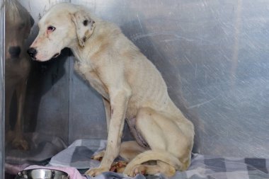 Cahectic köpek Veteriner Kliniği