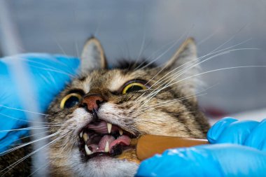 Şırınga ile besleme kedi