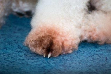 Malassezia pachydermatis beyaz köpek